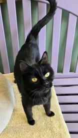 Gamora, ADOPTABLE, Adult Female Domestic Short Hair.
