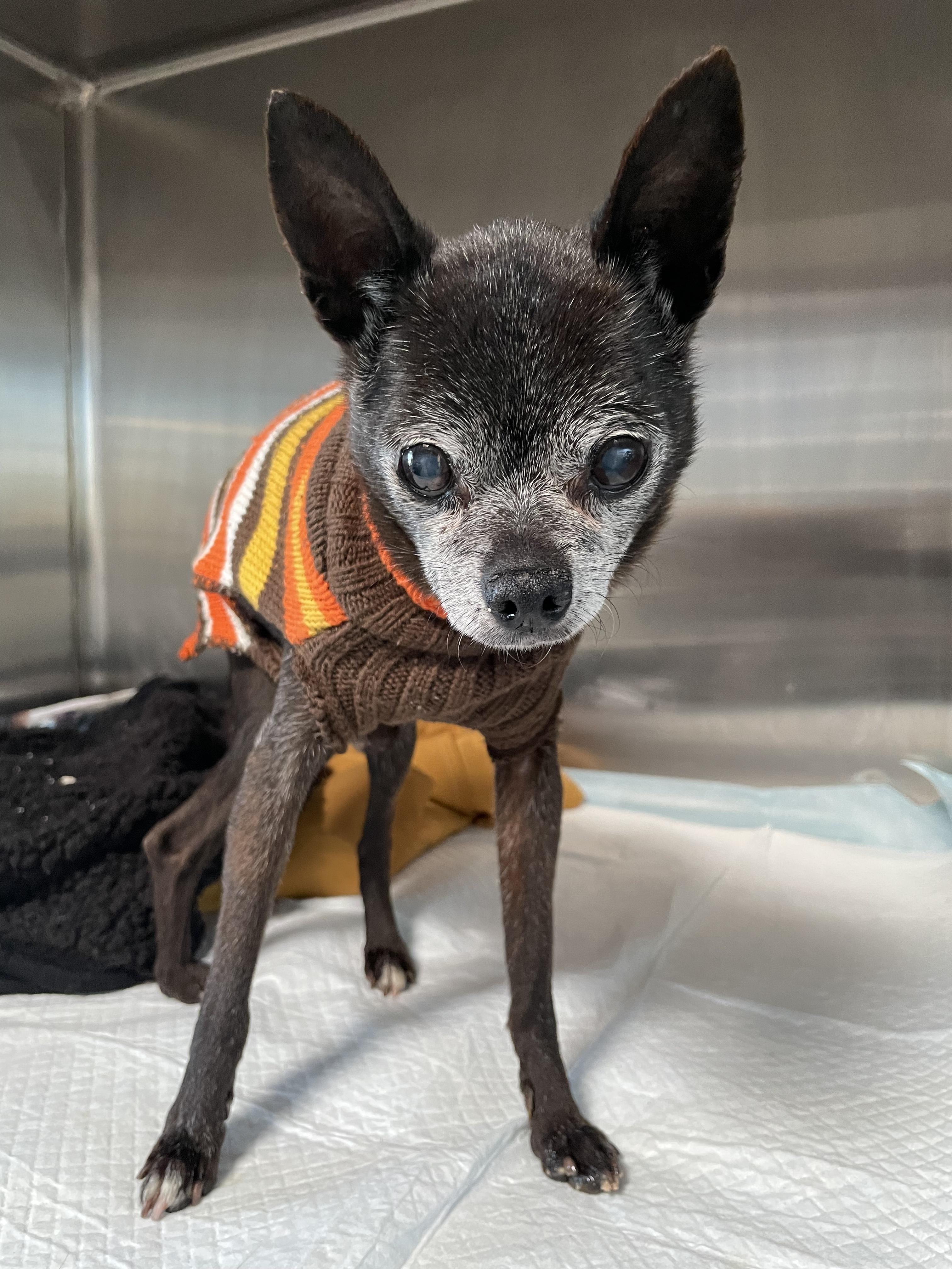 Peter, adopted, Senior Male Chihuahua.