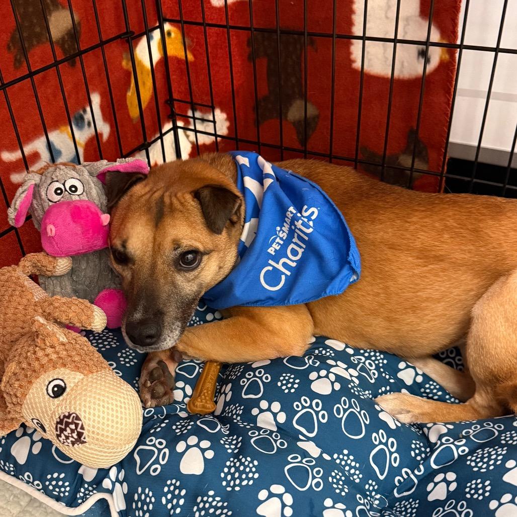 Merida, Adoptable, Adult Female Rat Terrier & Mixed Breed.