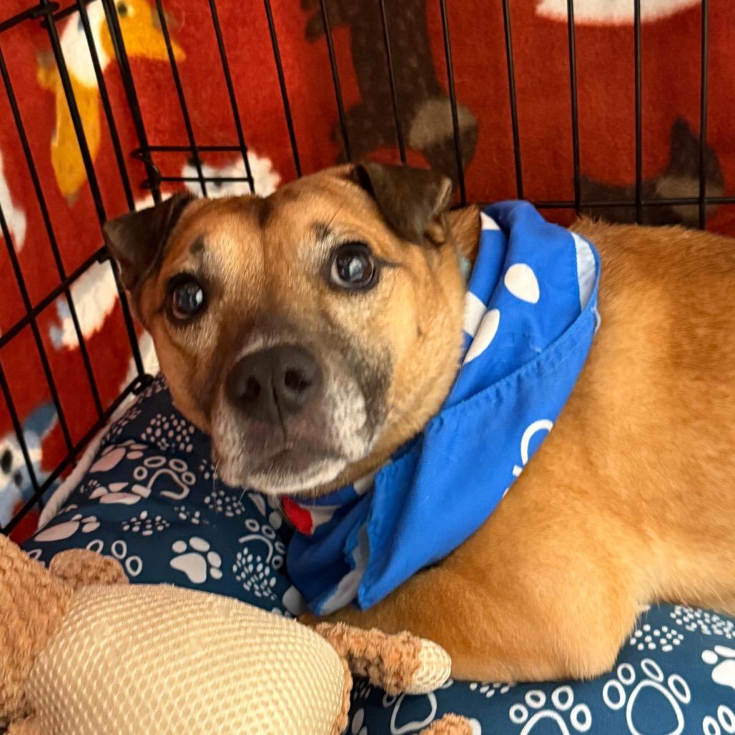 Enlarge Merida, a Adoptable mixed breed in San Jacinto, CA image 2/6