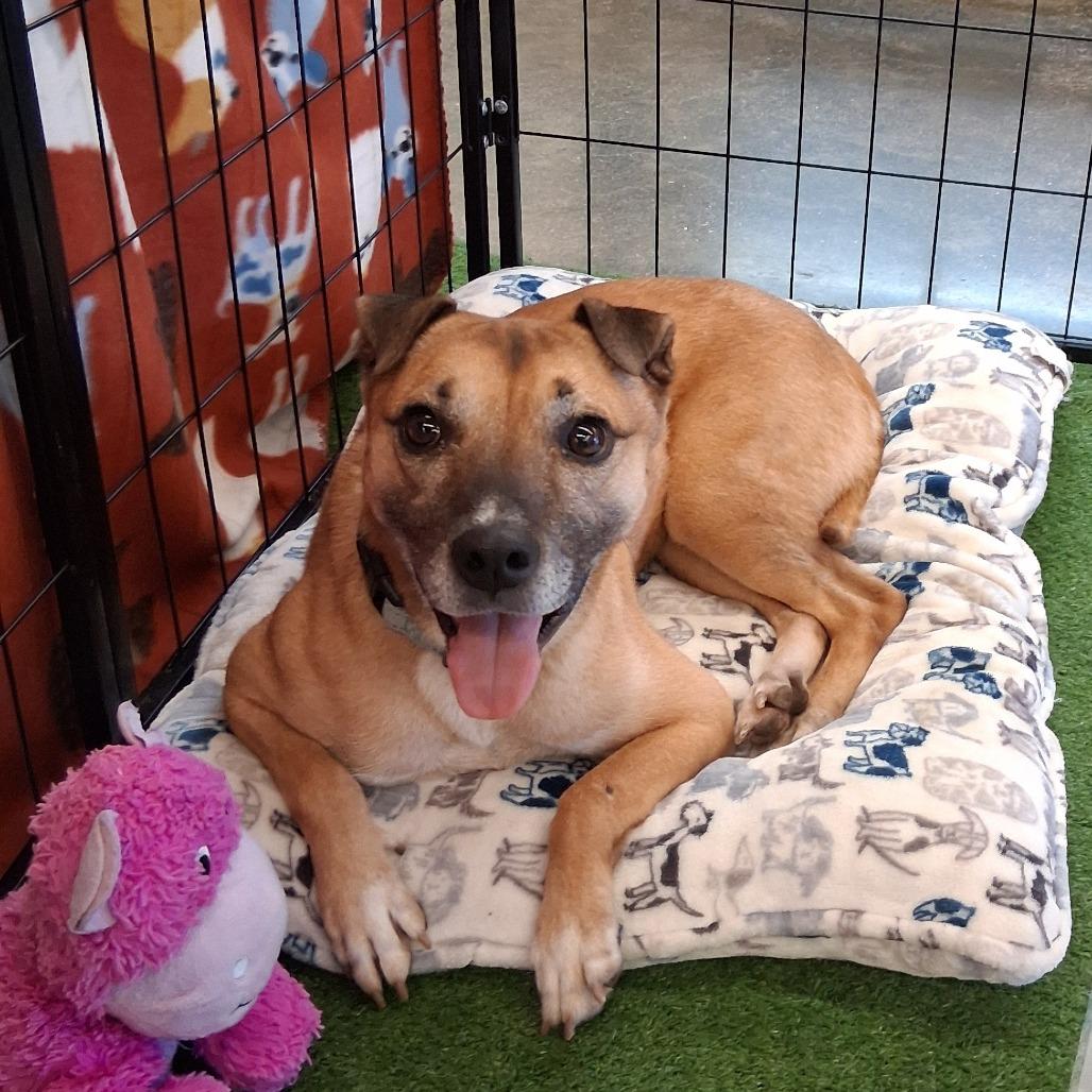 Enlarge Merida, a Adoptable mixed breed in San Jacinto, CA image 3/6