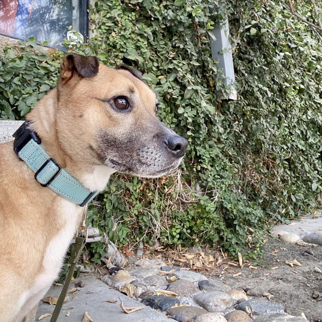 Enlarge Merida, a Adoptable mixed breed in San Jacinto, CA image 4/6