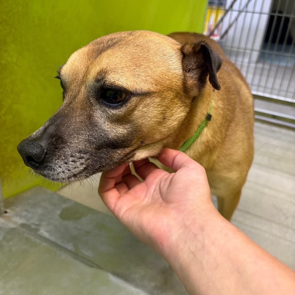 Enlarge Merida, a Adoptable mixed breed in San Jacinto, CA image 5/6