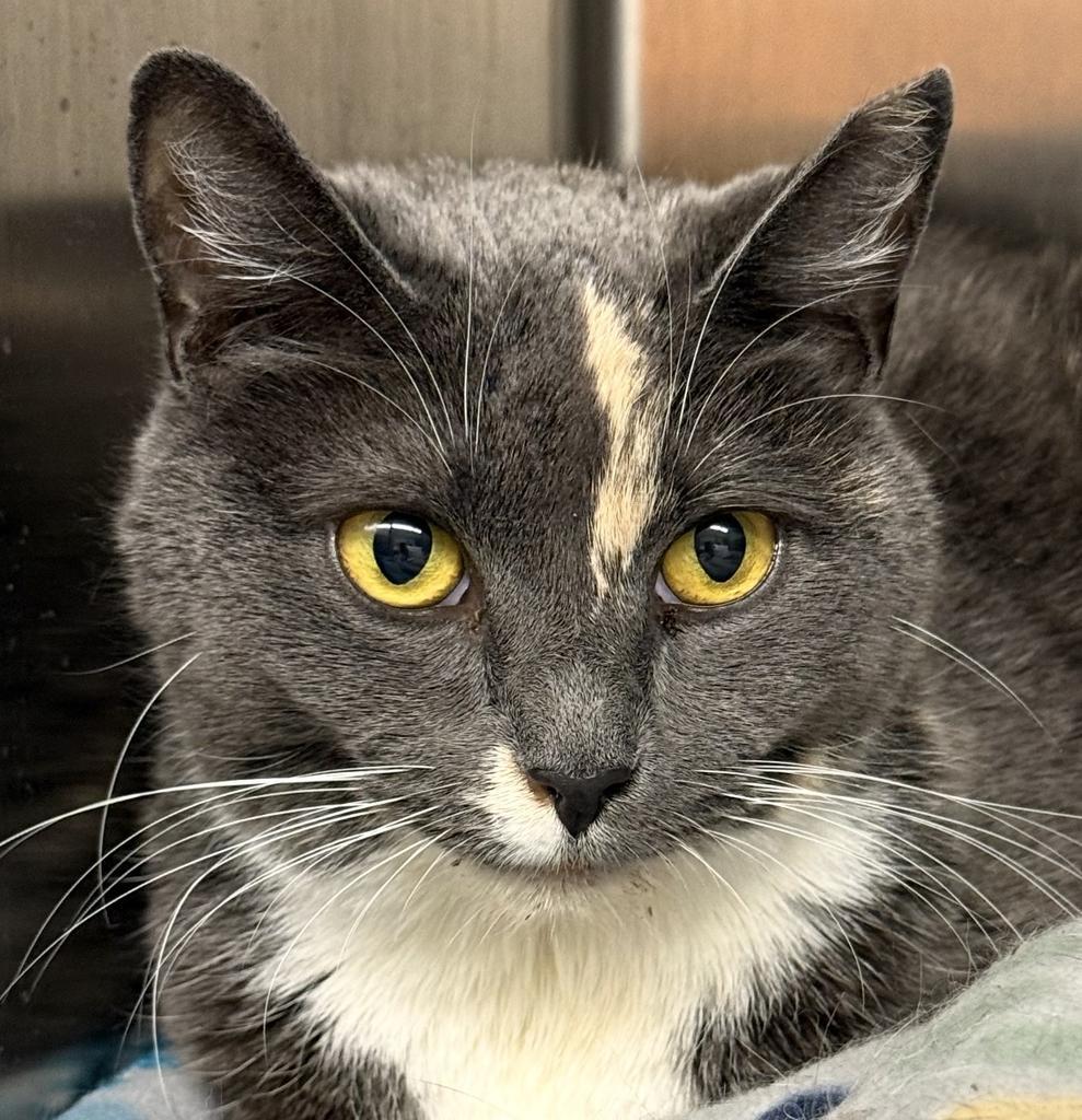 Nina, a Adoptable mixed breed in Ontario, OR image 1/3