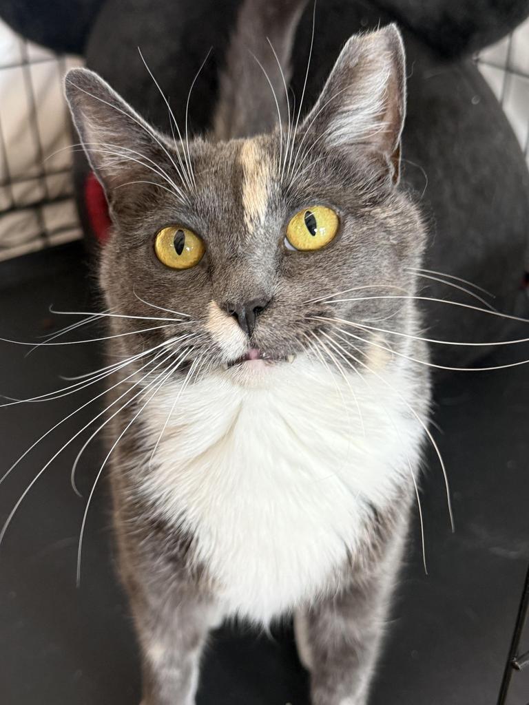 Nina, a Adoptable mixed breed in Ontario, OR image 2/3