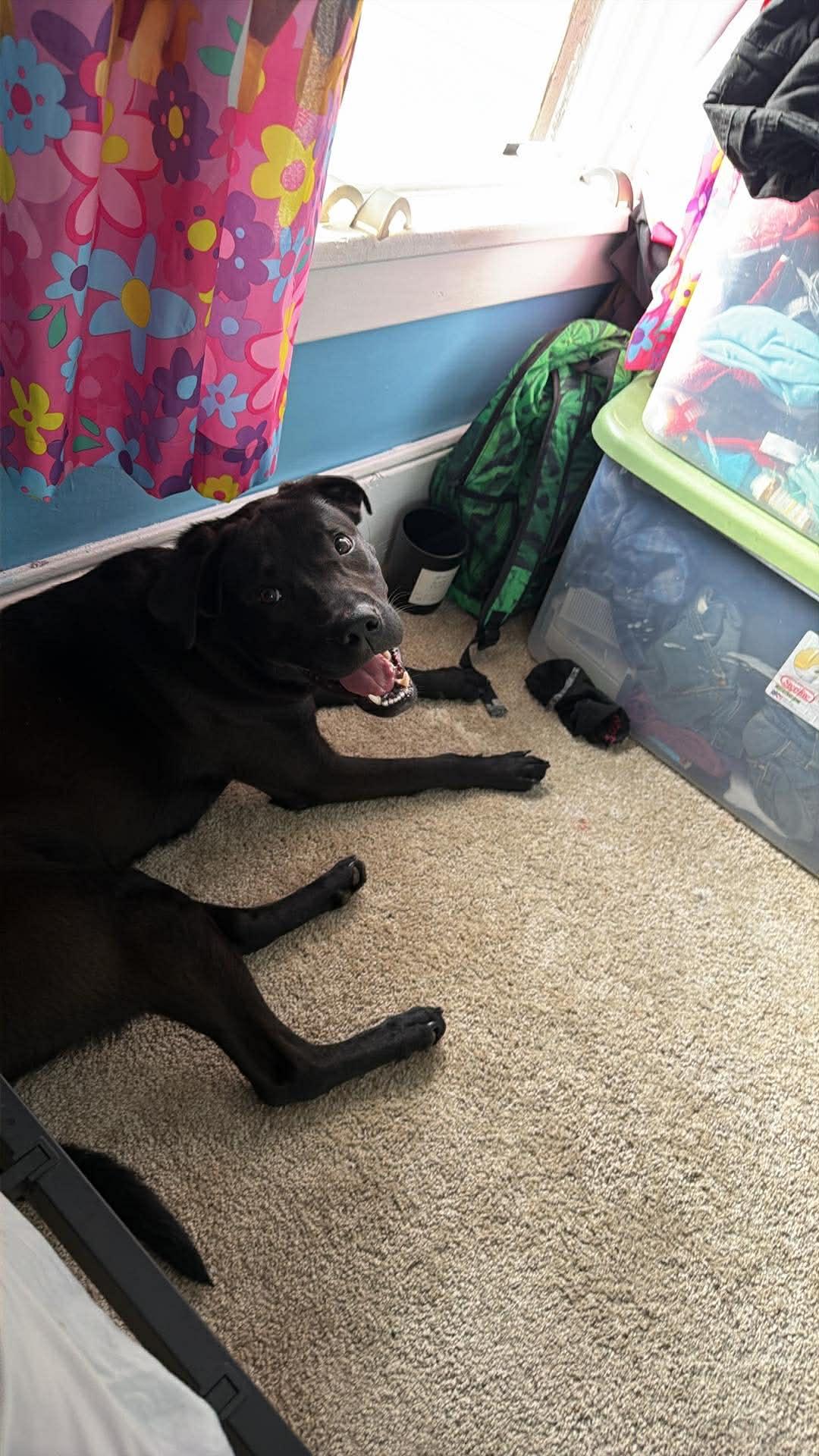 Enlarge Daniel-Courtesy Post!, a ADOPTABLE mixed breed in Medina, OH image 2/2