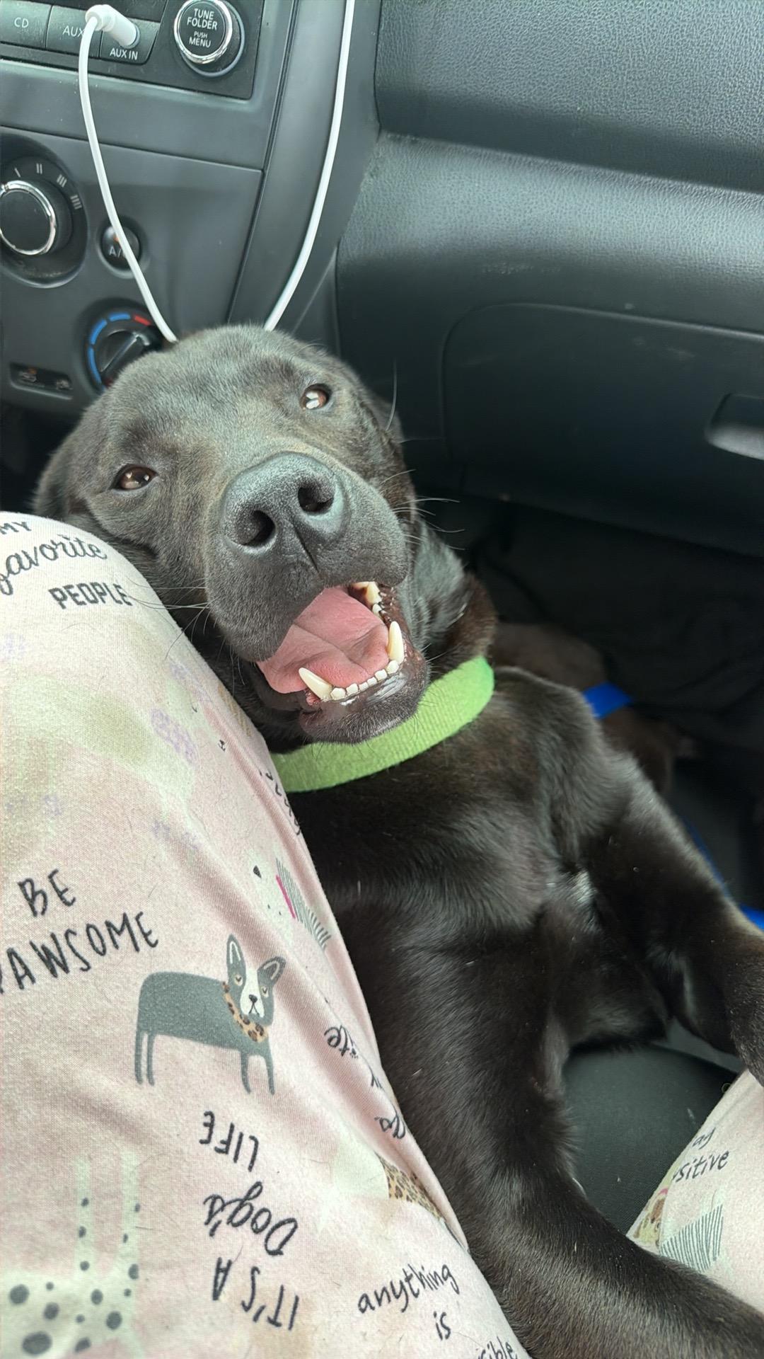 Enlarge Daniel-Courtesy Post!, a ADOPTABLE mixed breed in Medina, OH image 1/2