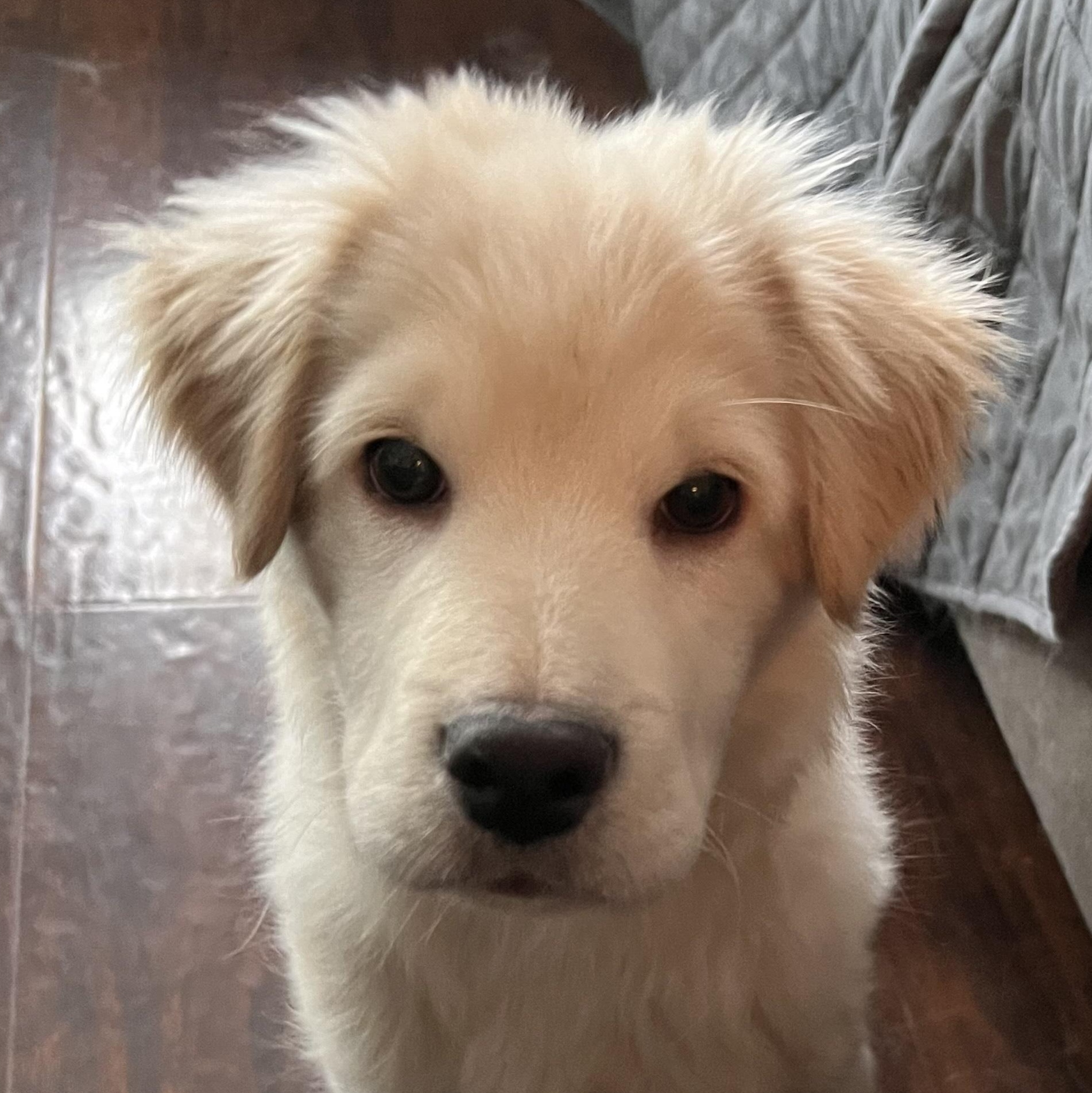 Rocco, adopted, Puppy Male Terrier.