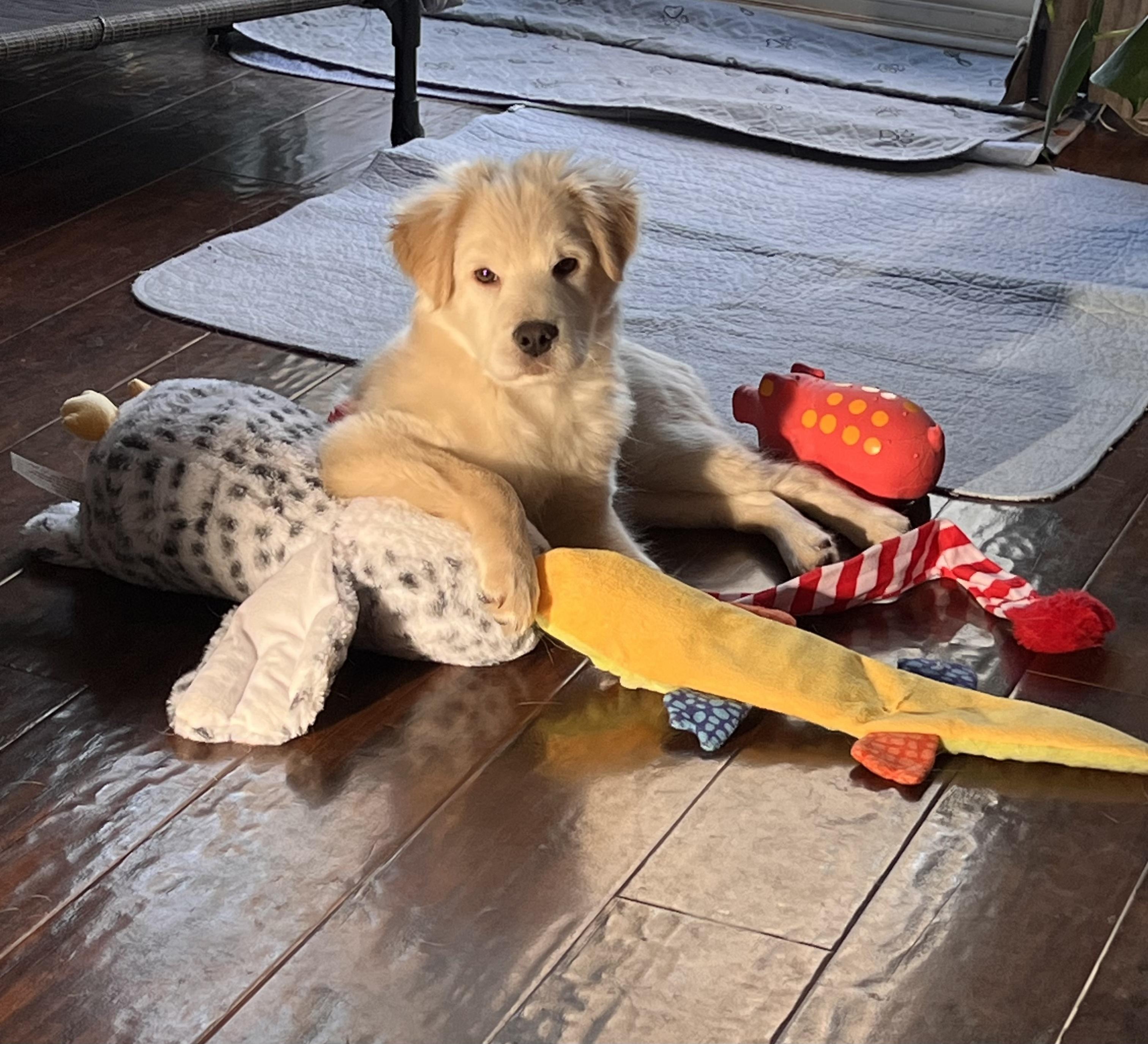 Enlarge Rocco, an adopted mixed breed in Oakville, ON image 6/6