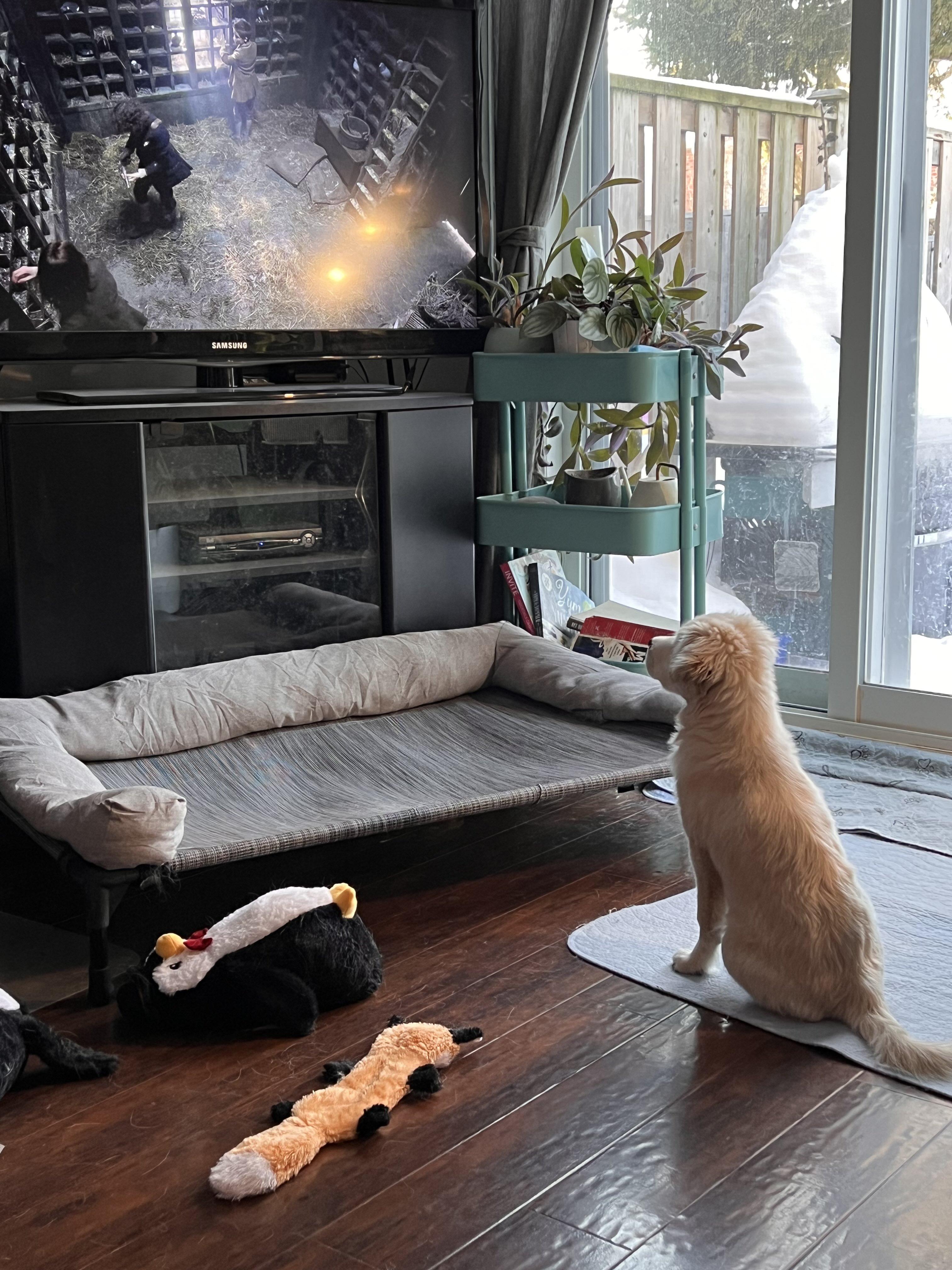 Enlarge Rocco, an adopted mixed breed in Oakville, ON image 3/6