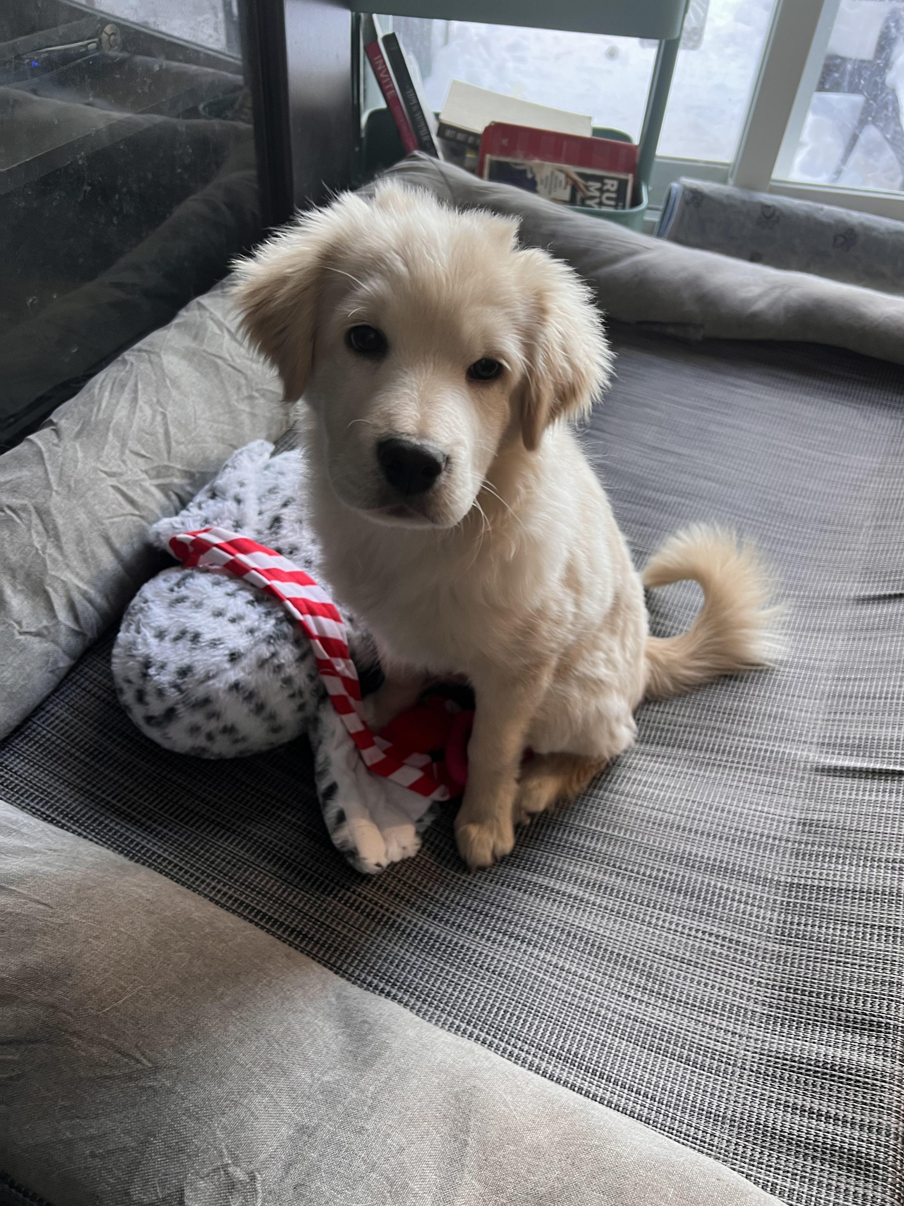 Enlarge Rocco, an adopted mixed breed in Oakville, ON image 2/6