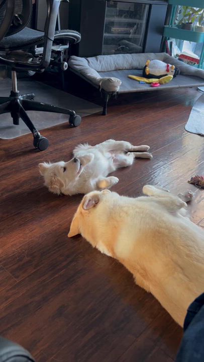 Enlarge Rocco, an adopted mixed breed in Oakville, ON video 4/6