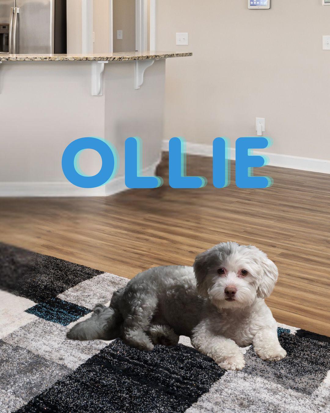 Ollie (I love playing fetch!)