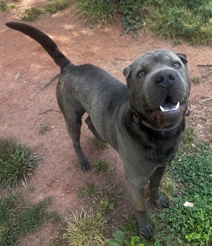 Goober, Adoptable, Young Male Shar-Pei & Mixed Breed.