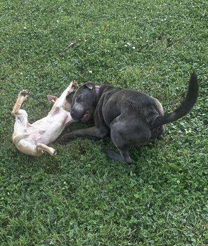 Enlarge Goober, a Adoptable mixed breed in Wilkesboro, NC image 1/3