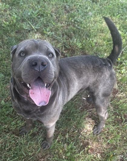 Enlarge Goober, a Adoptable mixed breed in Wilkesboro, NC image 3/3