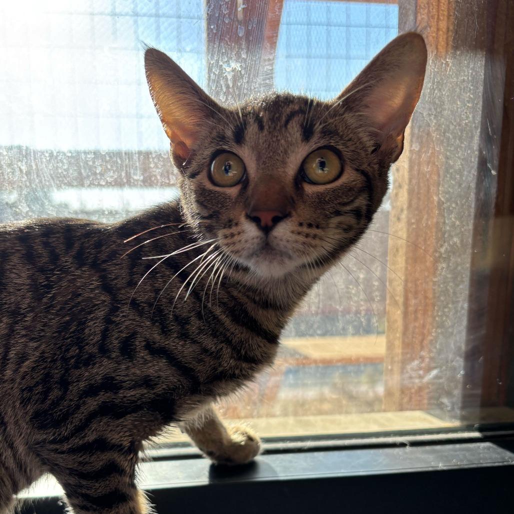 Lily, a Adoptable Domestic Short Hair in Naperville, IL image 1/5