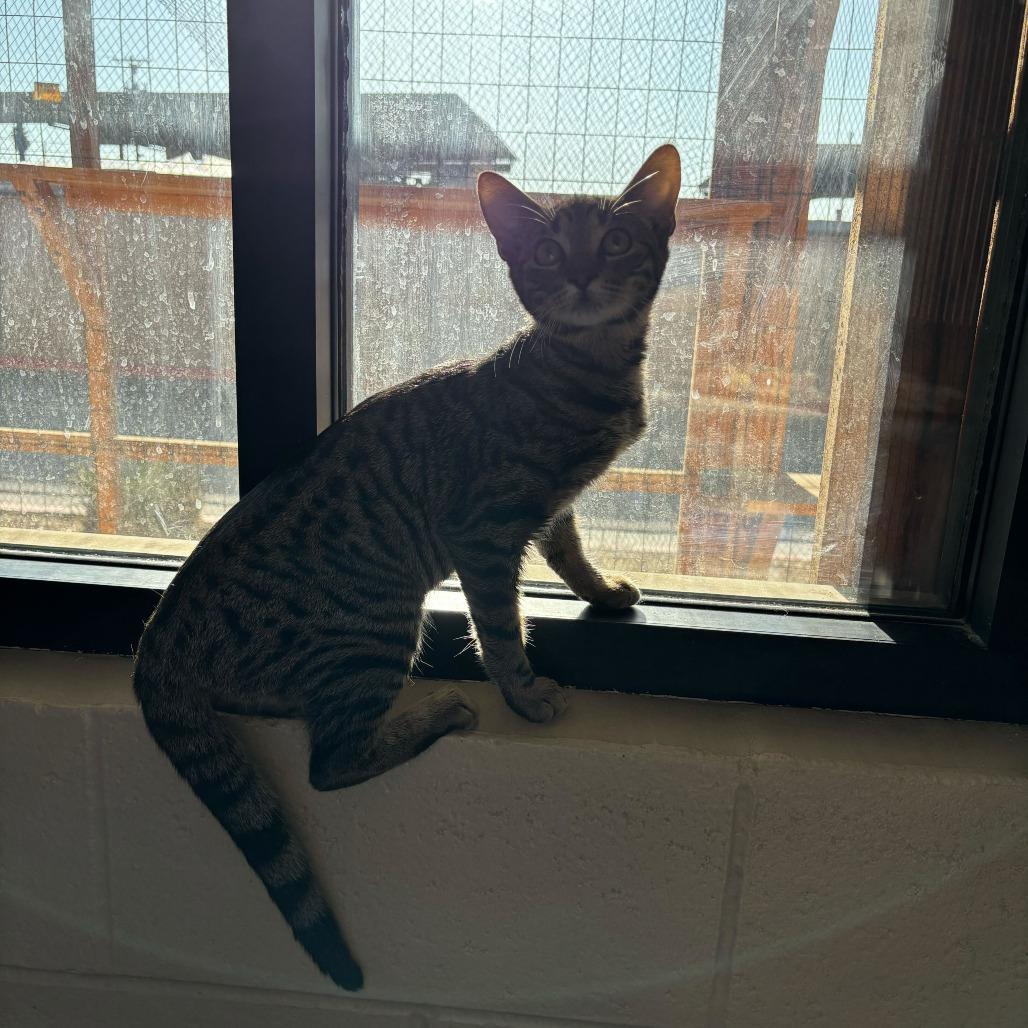 Lily, a Adoptable Domestic Short Hair in Naperville, IL image 2/5