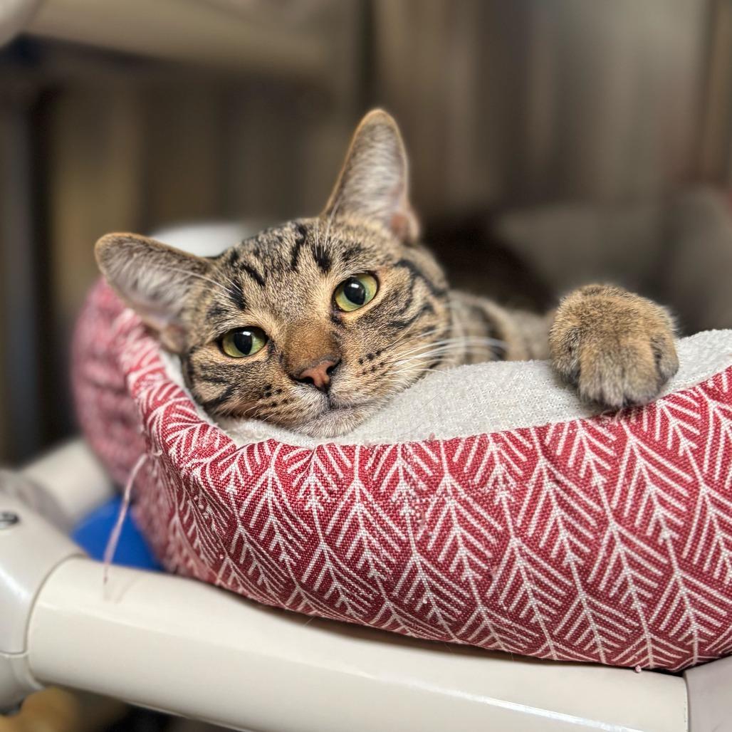 Lily, a Adoptable Domestic Short Hair in Naperville, IL image 3/5