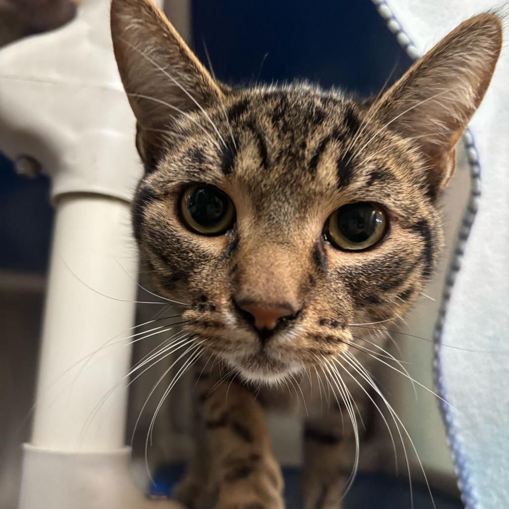 Lily, a Adoptable Domestic Short Hair in Naperville, IL image 4/5