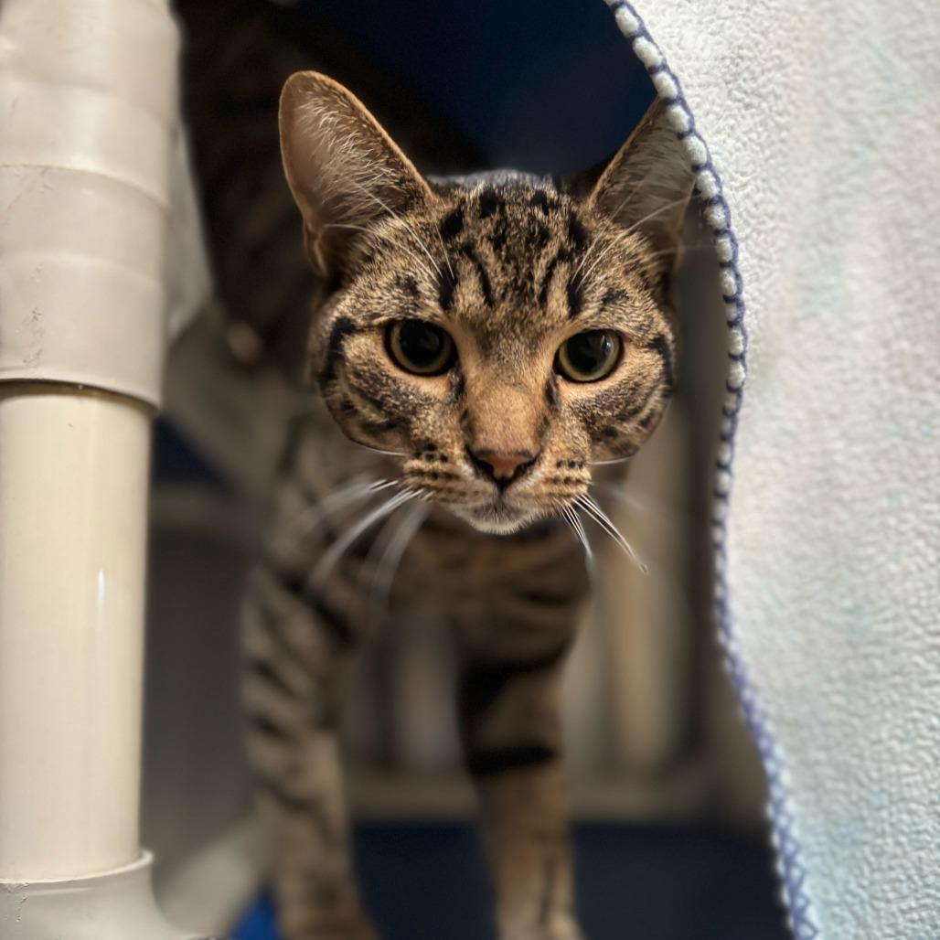 Lily, a Adoptable Domestic Short Hair in Naperville, IL image 5/5