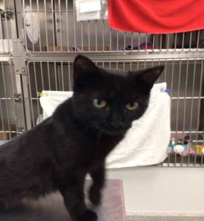Enlarge Maribeth, a Adoptable mixed breed in Elmira, NY image 1/1