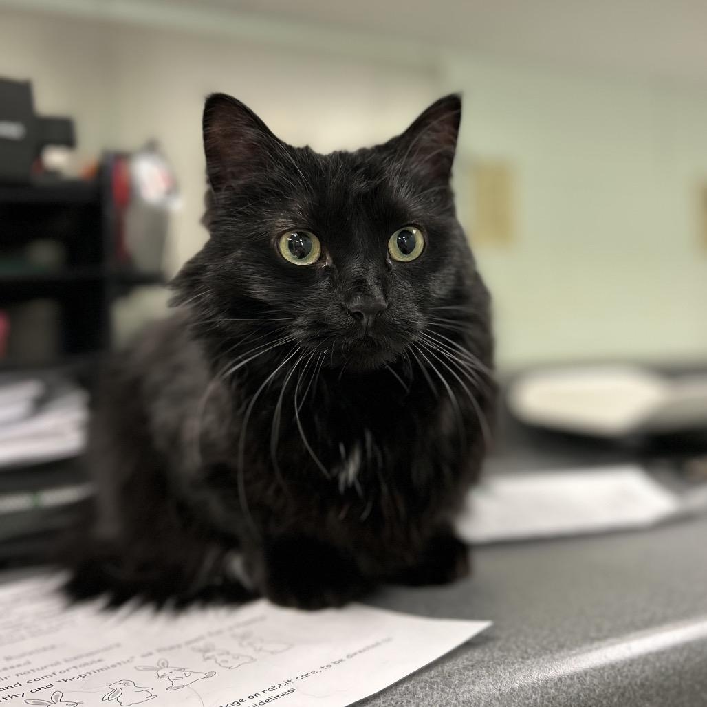 Sophie, Adoptable, Adult Female Domestic Long Hair.