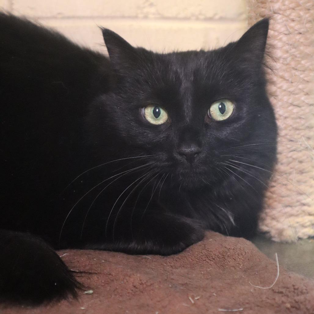 Enlarge Sophie, a Adoptable Domestic Long Hair in Waukesha, WI image 2/2