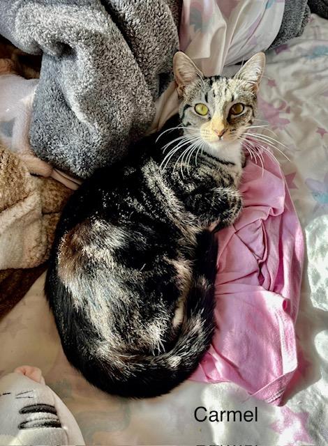 Enlarge Carmel, a Adoptable Tabby in Tustin, CA image 5/6