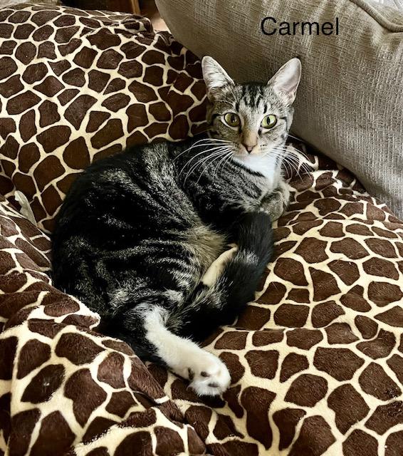 Enlarge Carmel, a Adoptable Tabby in Tustin, CA image 3/6