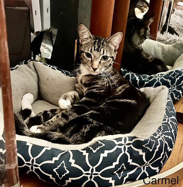 Enlarge Carmel, a Adoptable Tabby in Tustin, CA image 6/6