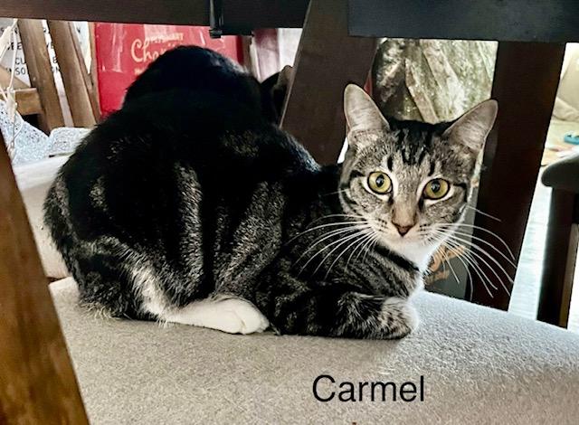 Enlarge Carmel, a Adoptable Tabby in Tustin, CA image 4/6