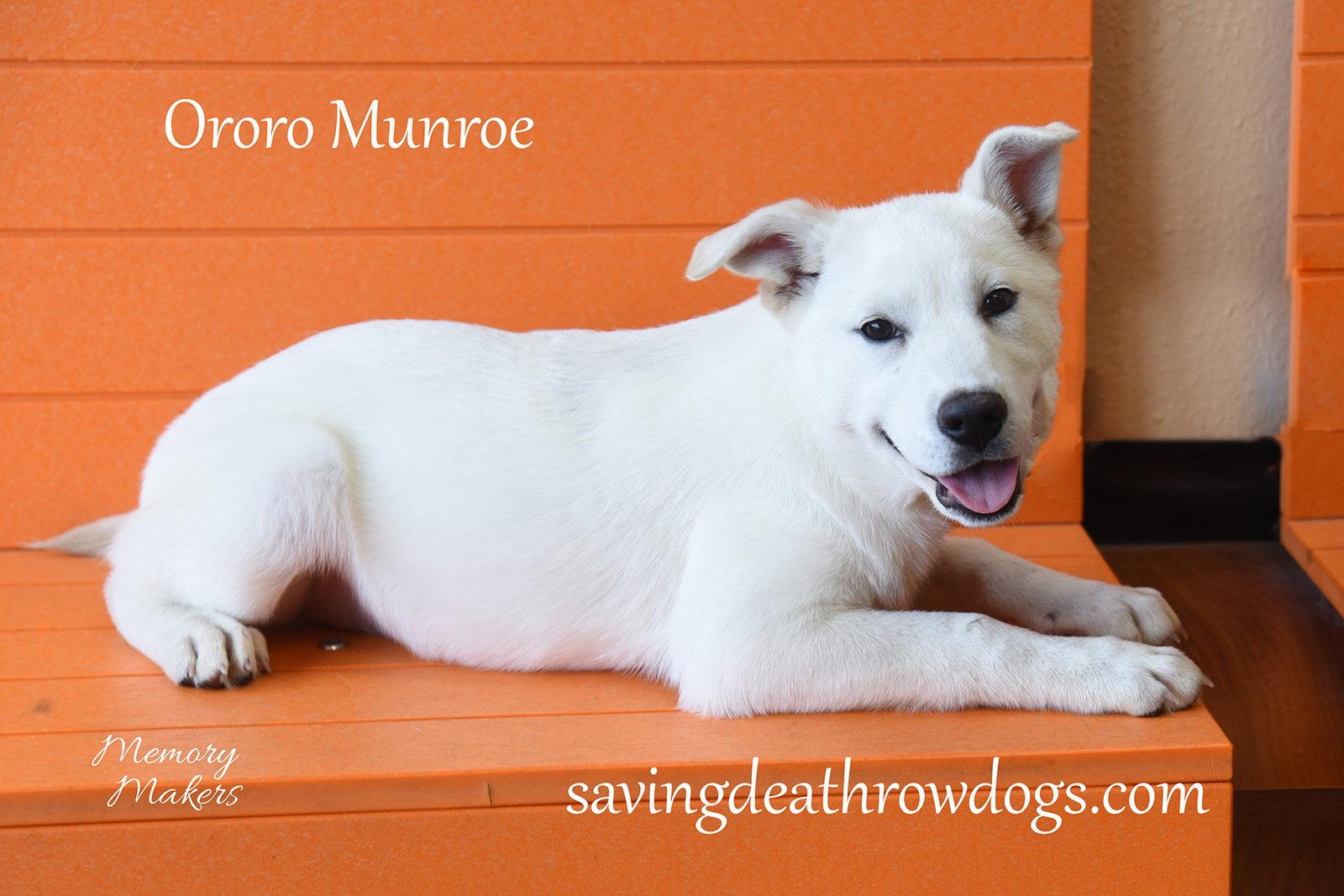 Ororo Munroe, Adoptable, Puppy Female Husky & Australian Kelpie.