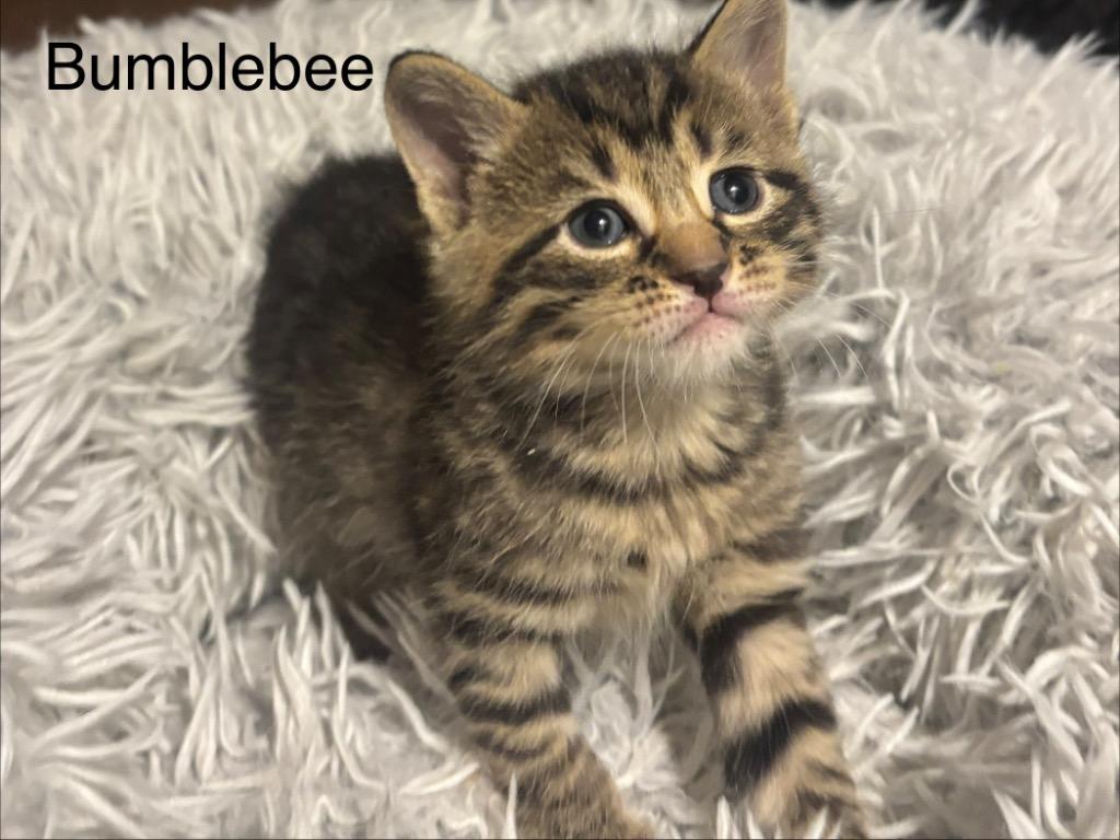 Bumblebee, a Adoptable mixed breed in Johnson City, TN image 1/6