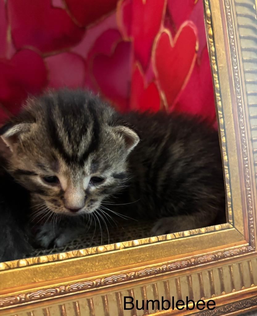 Bumblebee, a Adoptable mixed breed in Johnson City, TN image 3/6