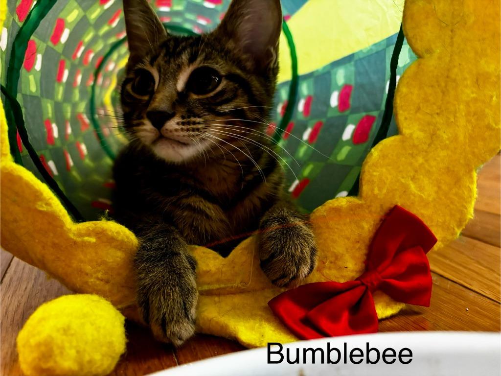 Bumblebee, a Adoptable mixed breed in Johnson City, TN image 4/6