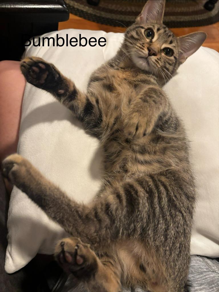 Enlarge Bumblebee, a Adoptable mixed breed in Johnson City, TN image 4/6