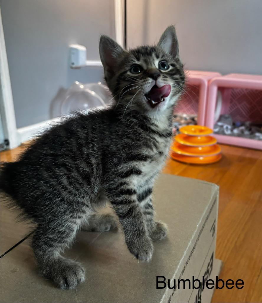 Bumblebee, a Adoptable mixed breed in Johnson City, TN image 4/6