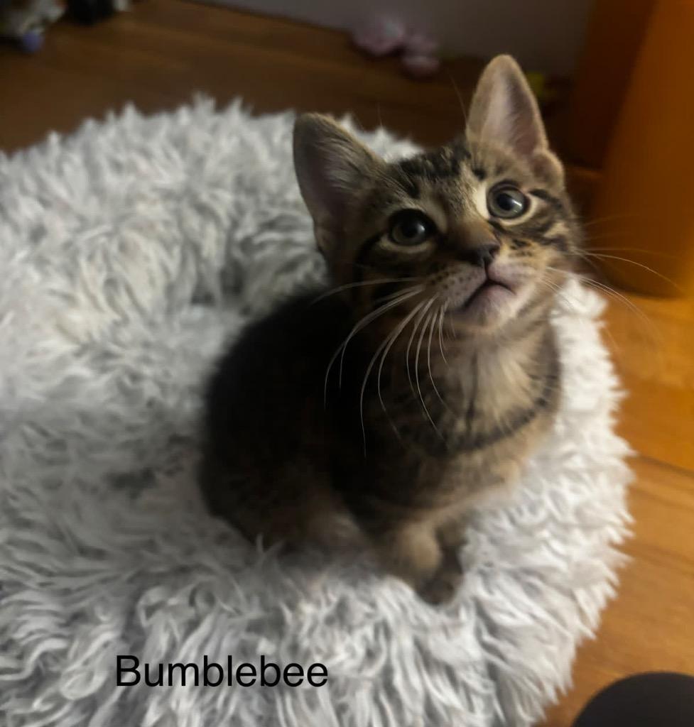 Bumblebee, a Adoptable mixed breed in Johnson City, TN image 5/6