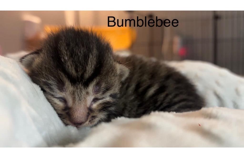 Bumblebee, a Adoptable mixed breed in Johnson City, TN image 6/6