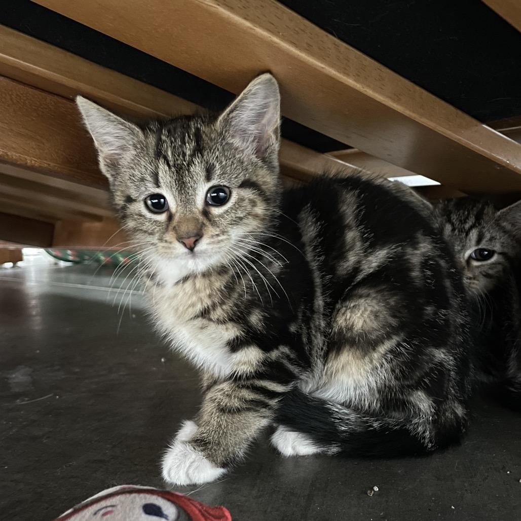 Sugar, Adoptable, Kitten Female Domestic Short Hair.