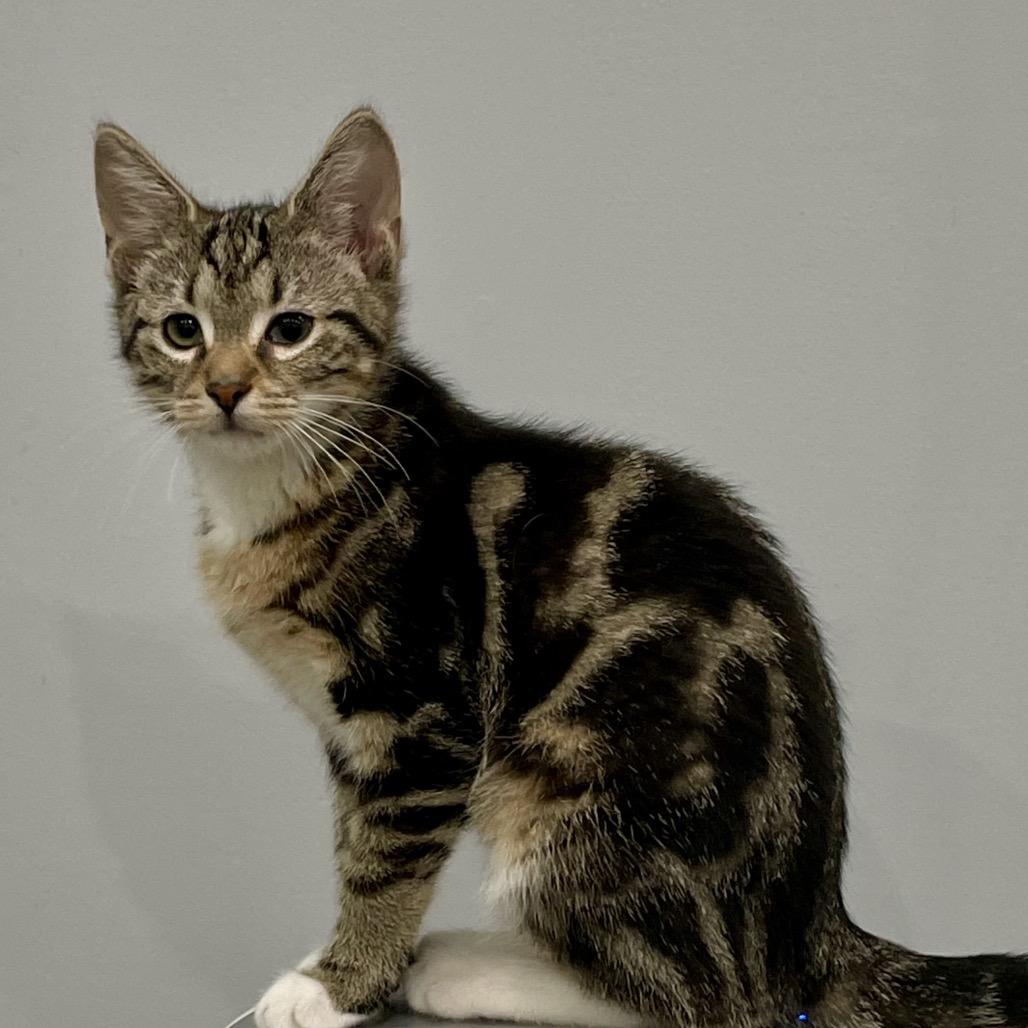 Enlarge Sugar, a Adoptable Domestic Short Hair in Fairmont, WV image 2/3