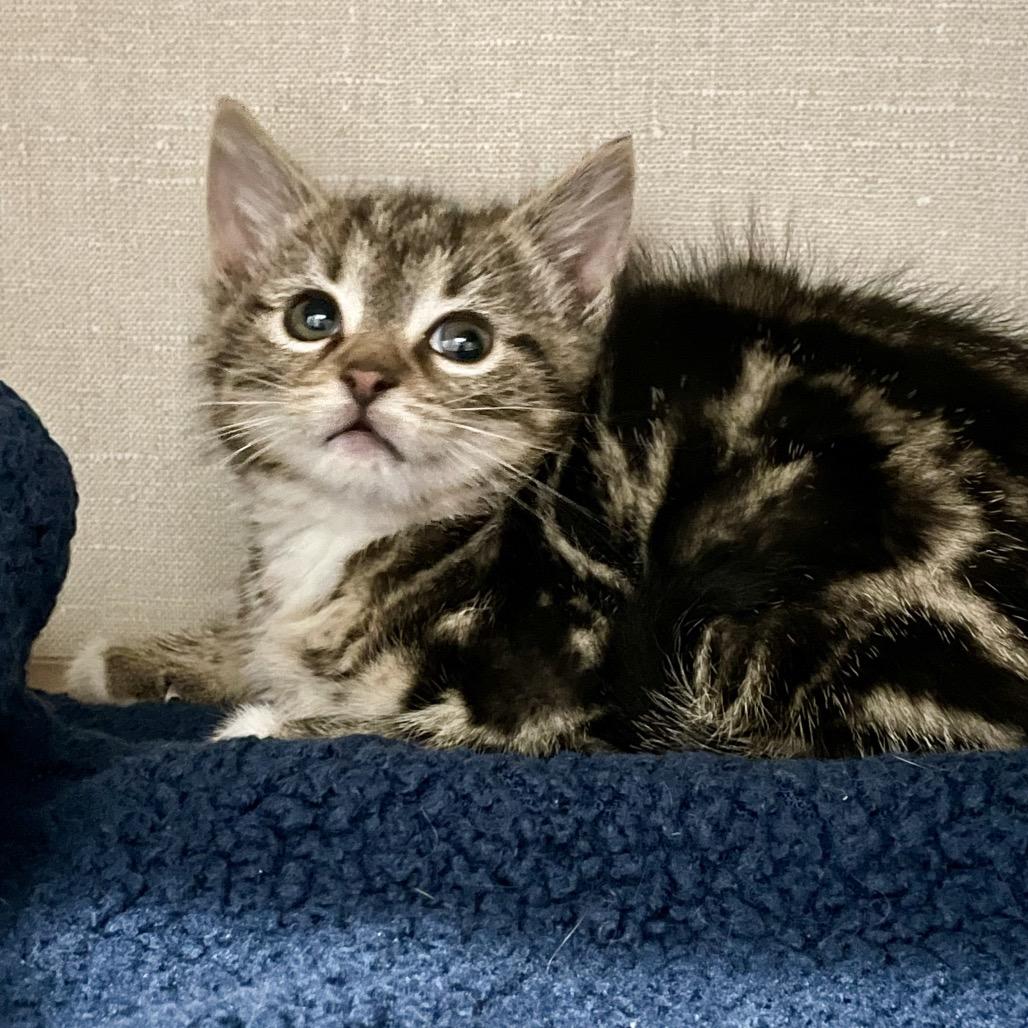 Enlarge Sugar, a Adoptable Domestic Short Hair in Fairmont, WV image 3/3