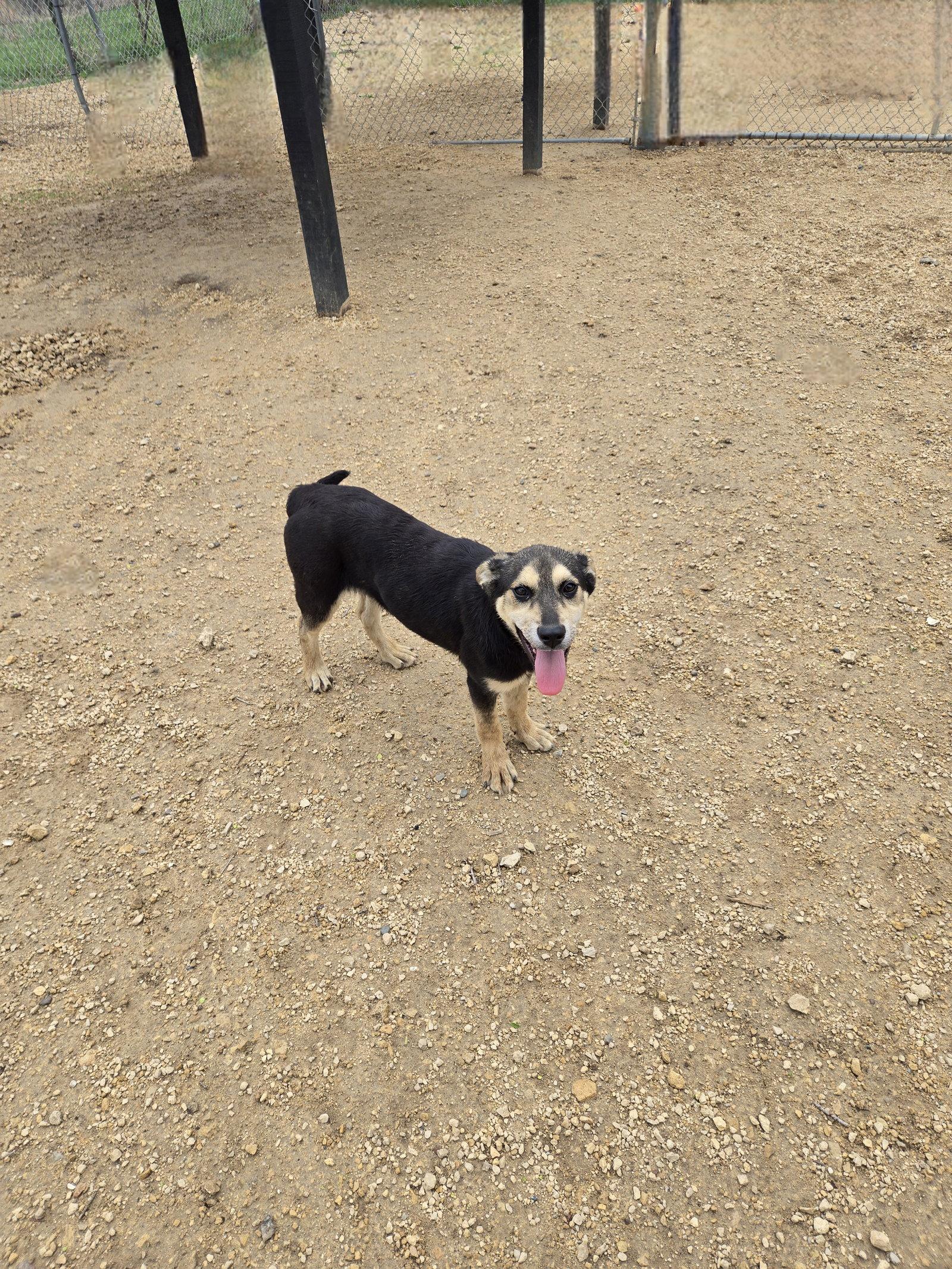 Enlarge Bridget, a Adoptable Mixed Breed in Maquoketa, IA image 1/1