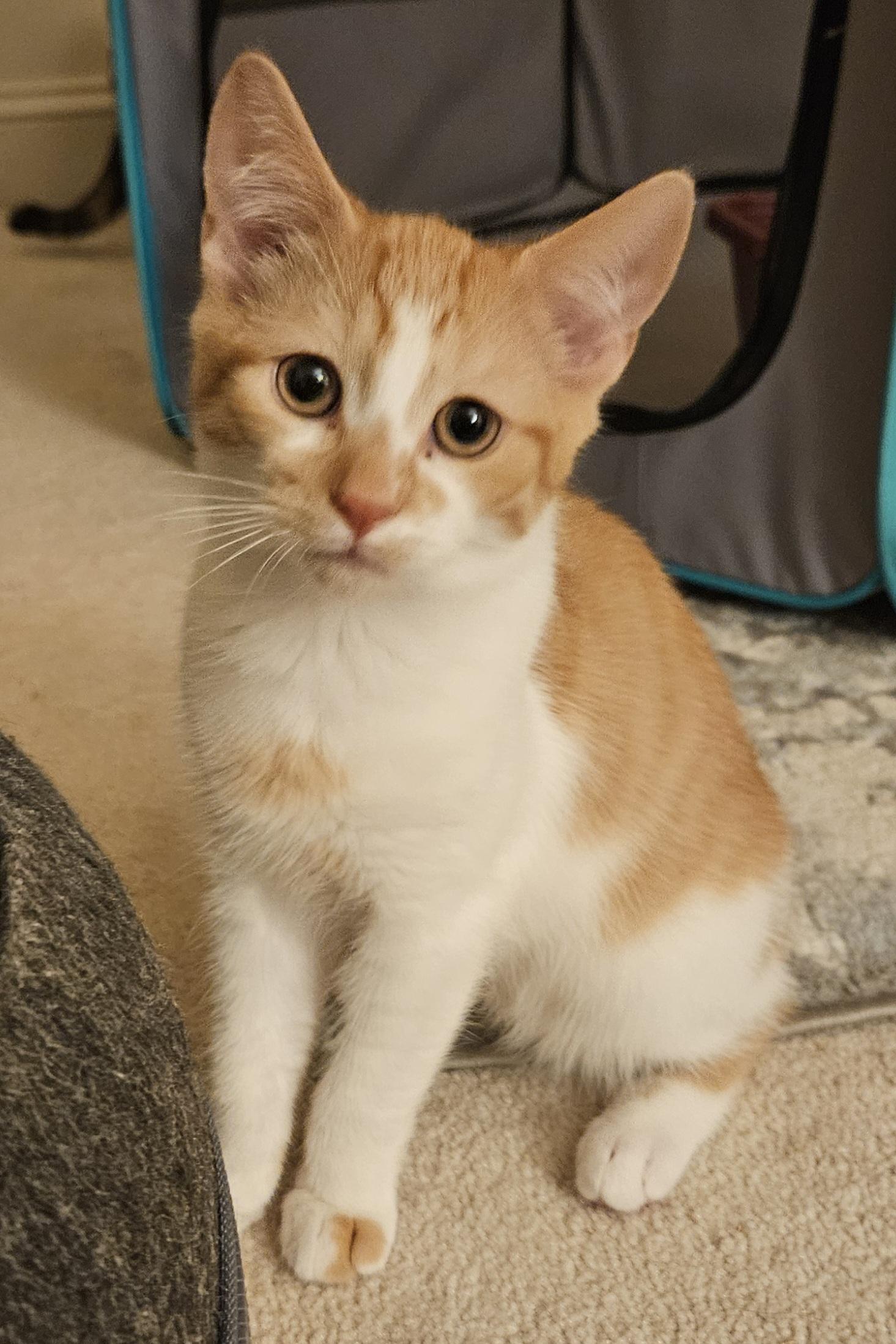 Winslow, an adopted Tabby in Frederick, MD image 1/4