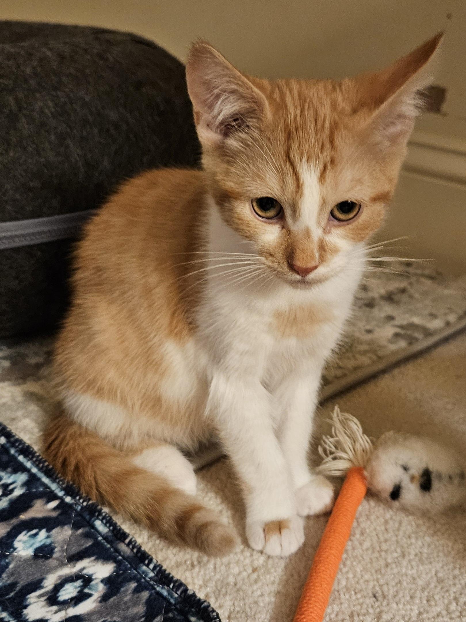 Winslow, an adopted Tabby in Frederick, MD image 2/4