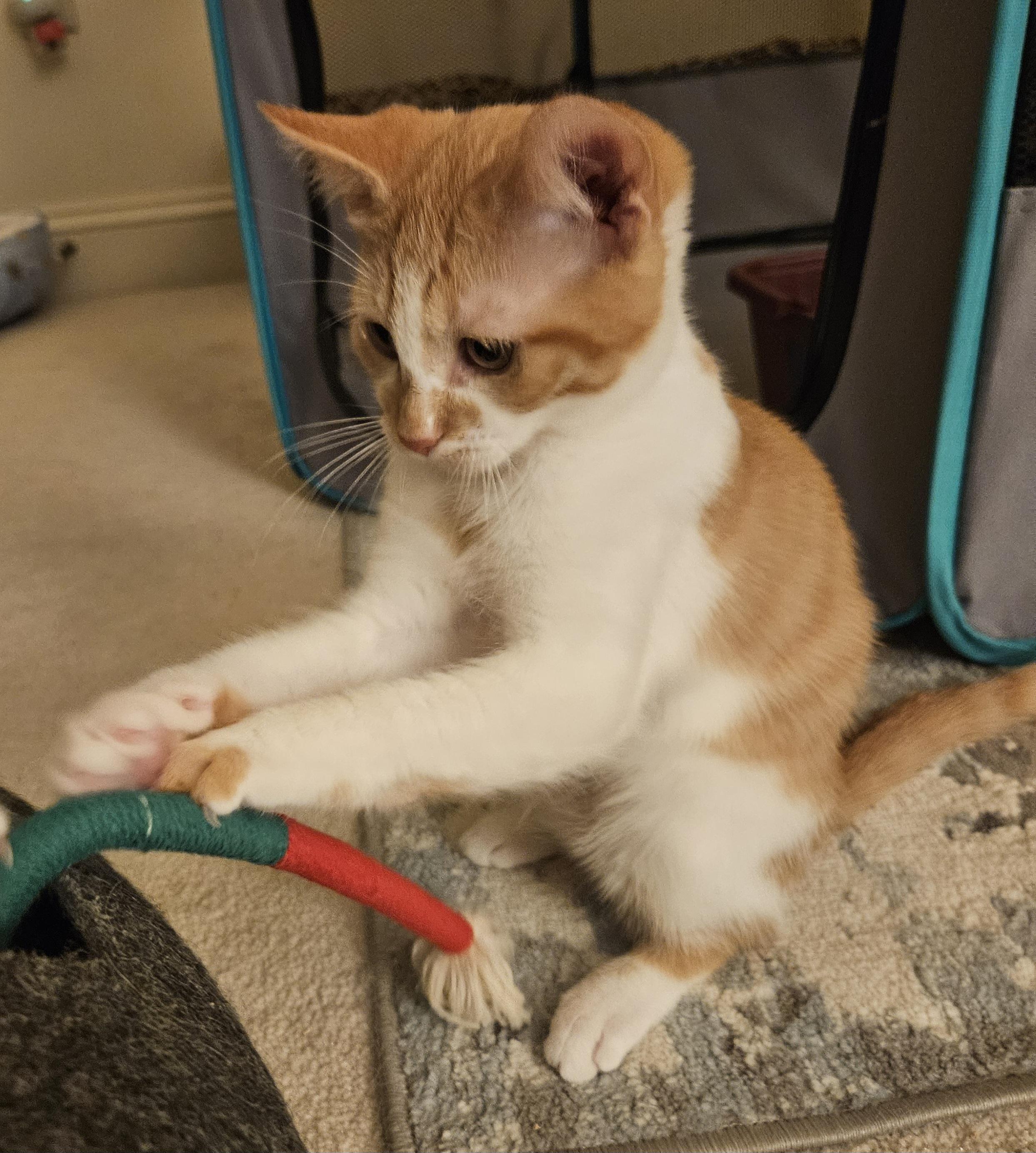 Winslow, an adopted Tabby in Frederick, MD image 4/4