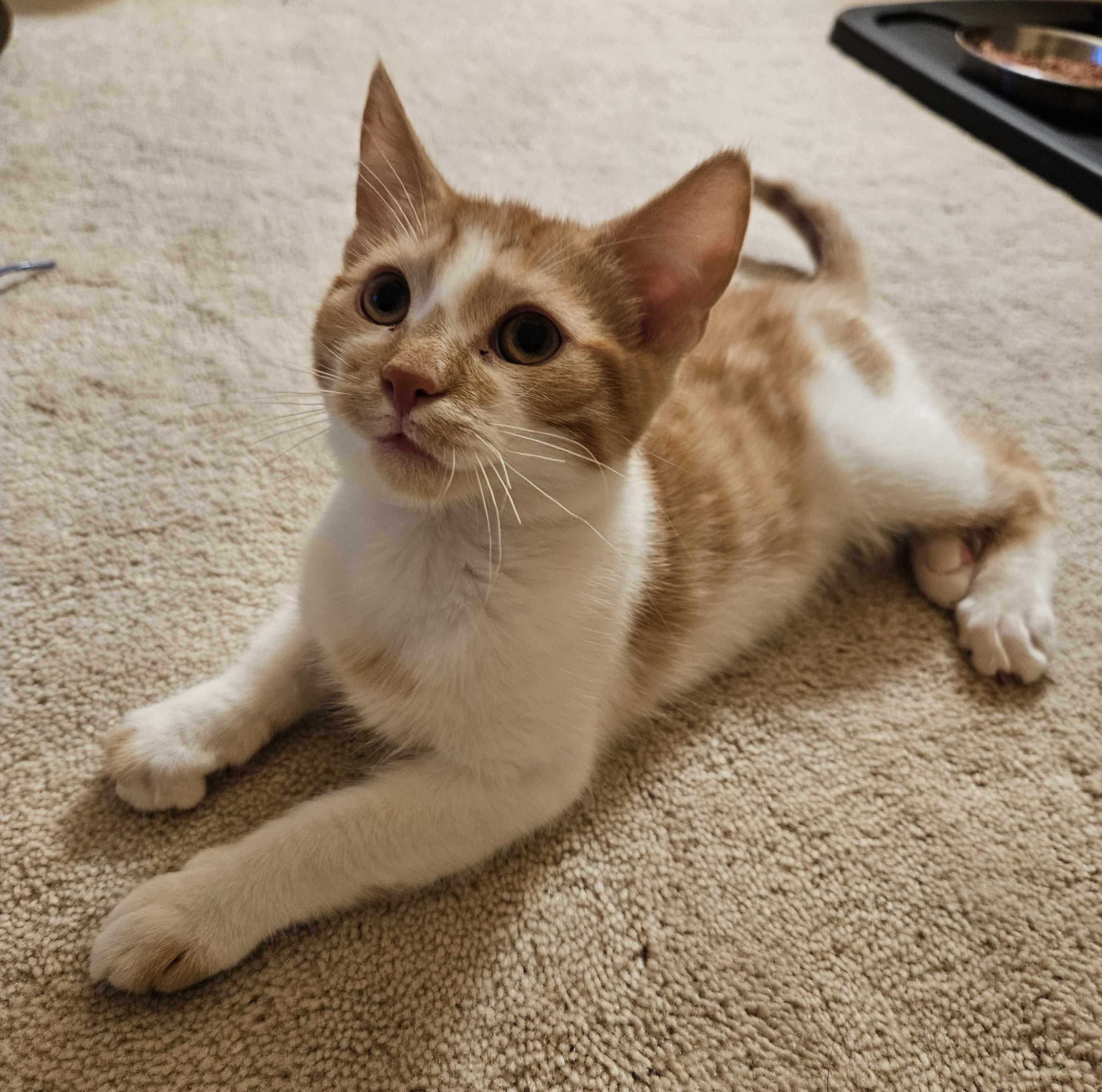 Winslow, an adopted Tabby in Frederick, MD image 3/4