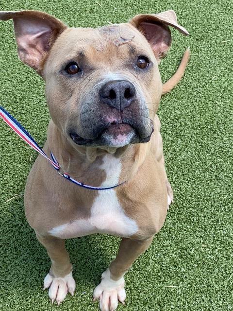 STELLA, Adoptable, Adult Female Pit Bull Terrier.