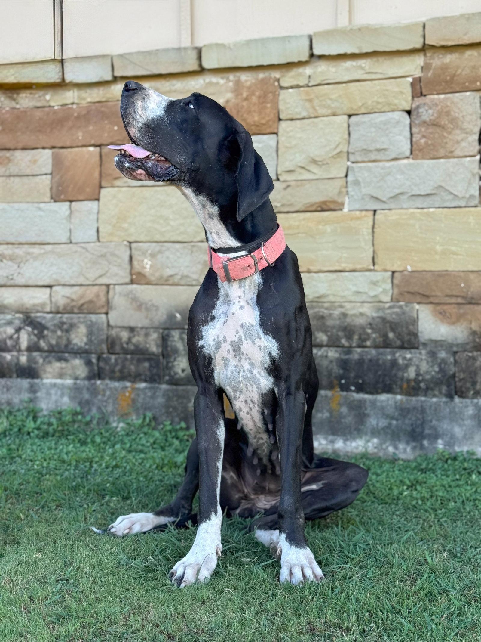 Enlarge Olive, a Adoptable Great Dane in Helotes, TX image 1/3